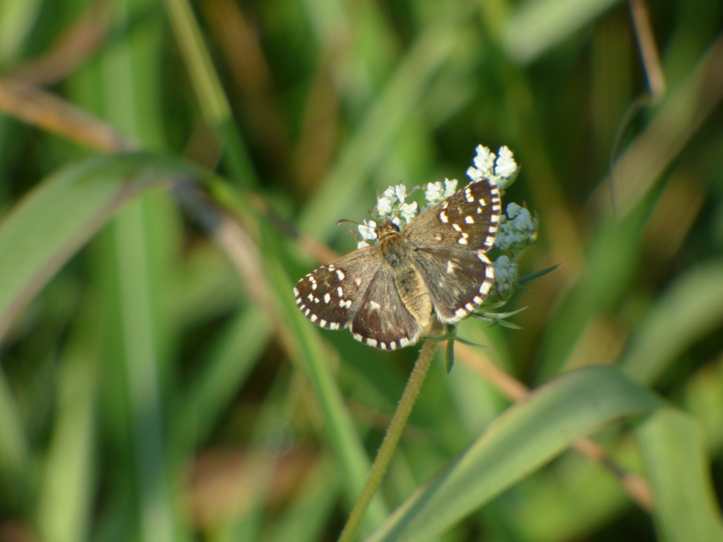 Pyrgus malvoides?  S, maschi e femmine